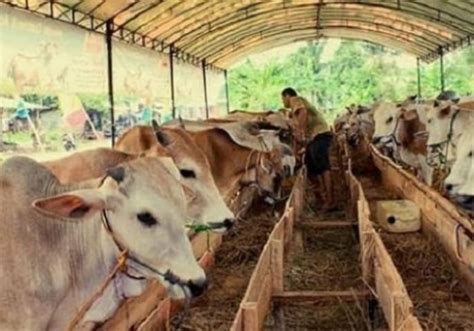 Permainan Haylink: Menyatukan Peternak dengan Pemasar.